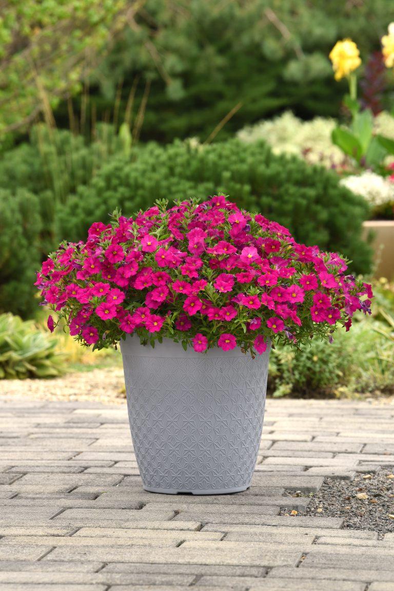Petchoa Enviva Flag Mix - View 3 from www redcrocus com