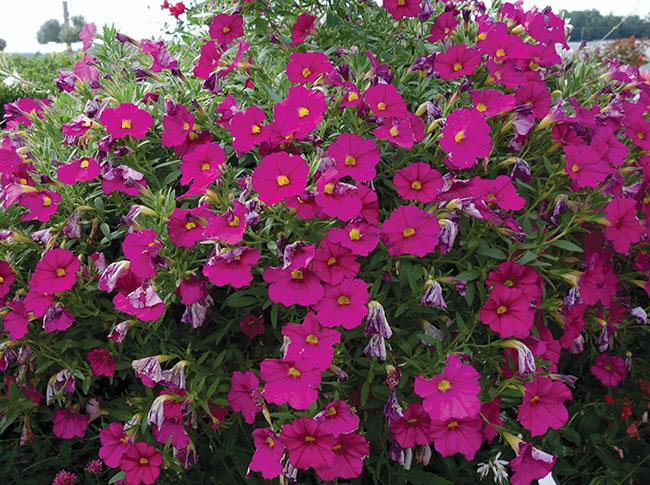Petchoa Enviva Flag Mix - View 4 from www redcrocus com