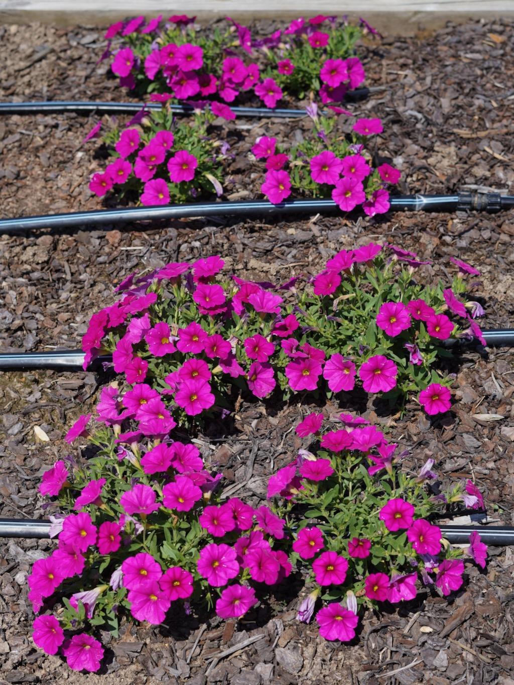 Petchoa Enviva Flag Mix - View 5 from www redcrocus com