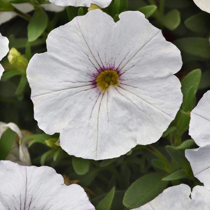 Petchoa Enviva Flag Mix - View 8 from www redcrocus com