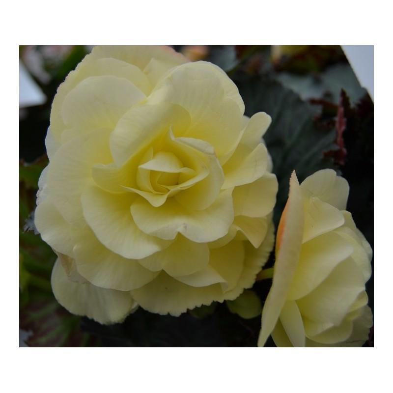 Begonia Fragrant Falls Lemon - View 10 from www redcrocus com