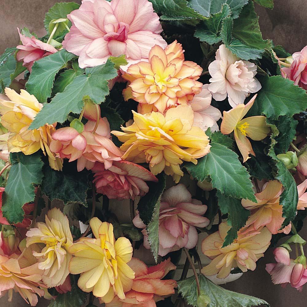 Begonia Fragrant Falls Lemon - View 13 from www redcrocus com