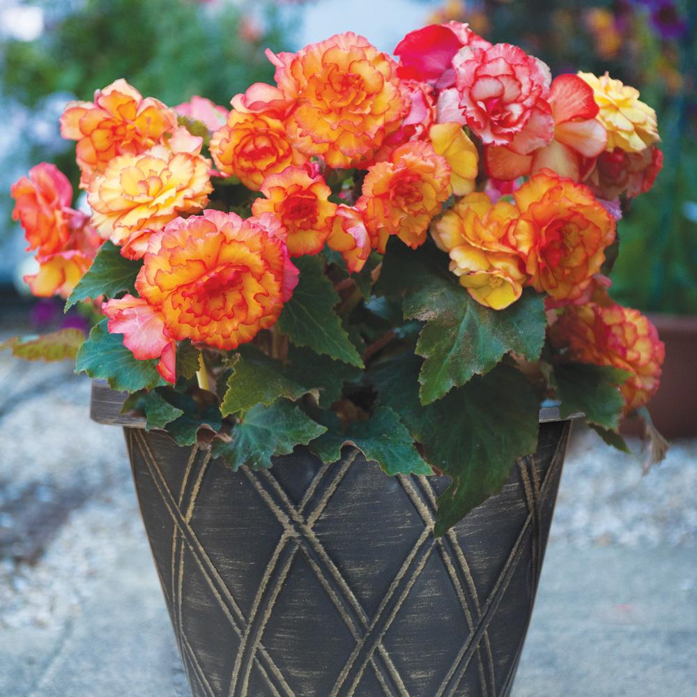 Begonia Fragrant Falls Lemon - View 14 from www redcrocus com
