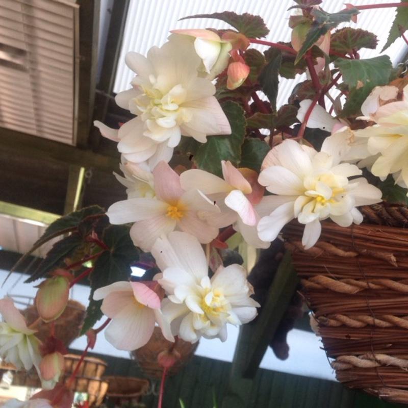 Begonia Fragrant Falls Lemon - View 15 from www redcrocus com