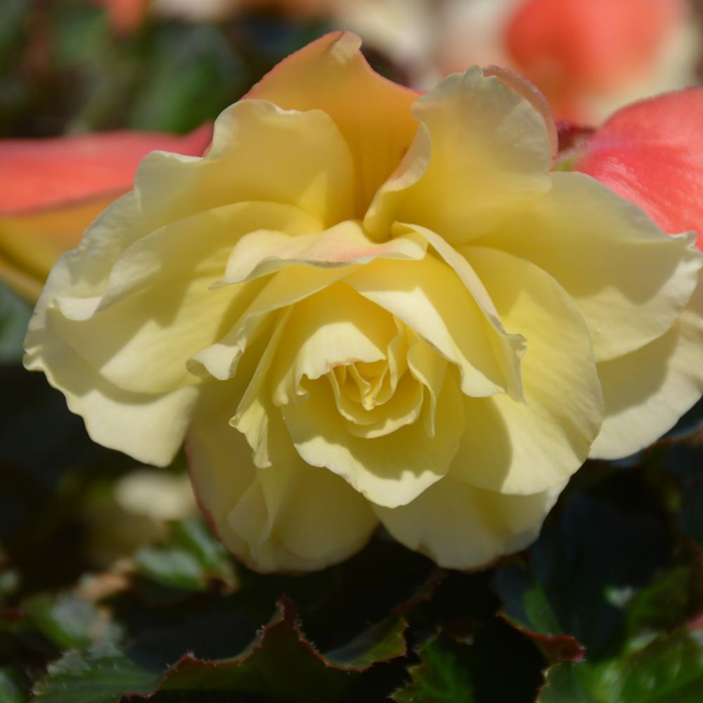 Begonia Fragrant Falls Lemon - View 16 from www redcrocus com