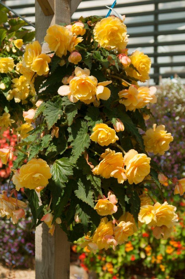 Begonia Fragrant Falls Lemon - View 17 from www redcrocus com