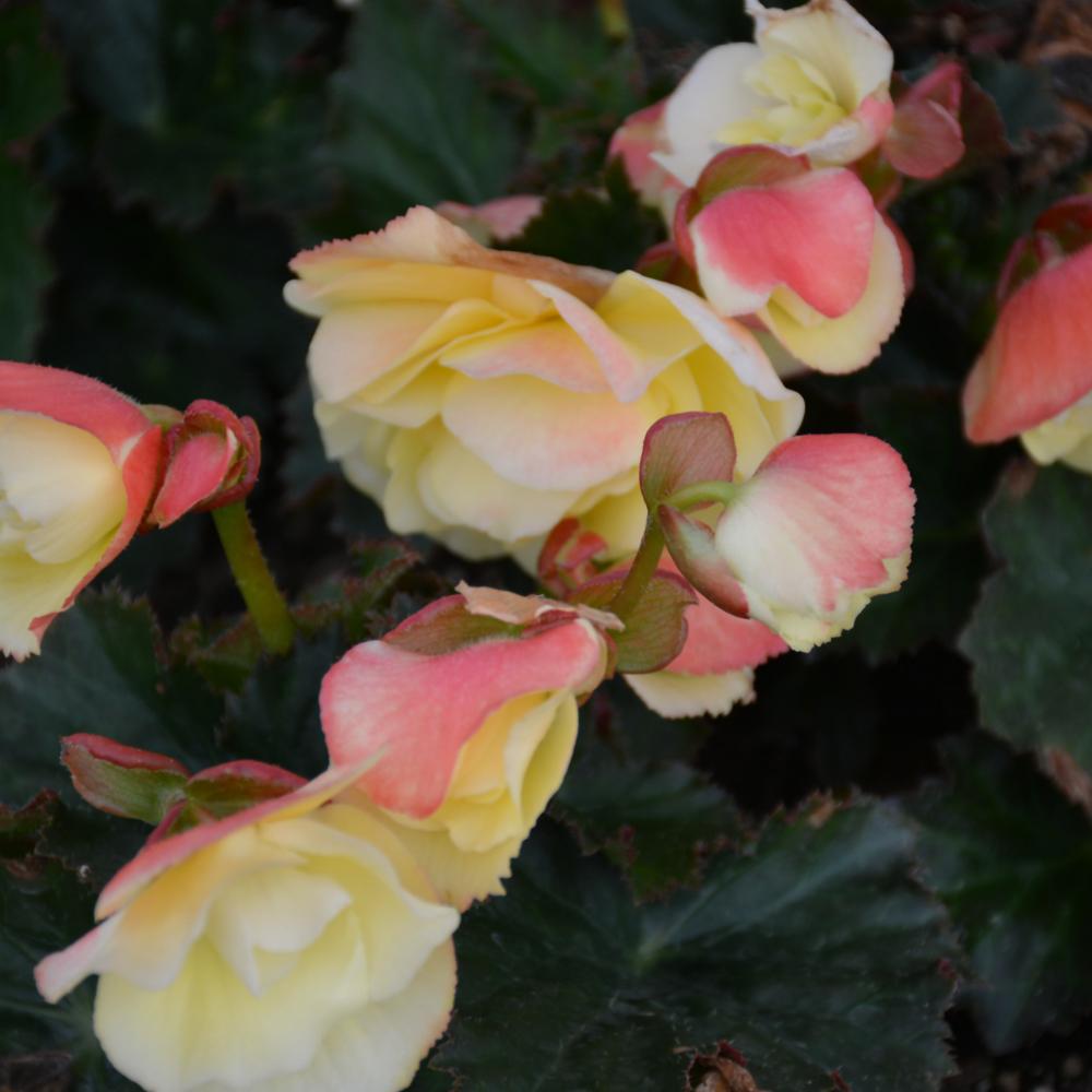 Begonia Fragrant Falls Lemon - View 2 from www redcrocus com