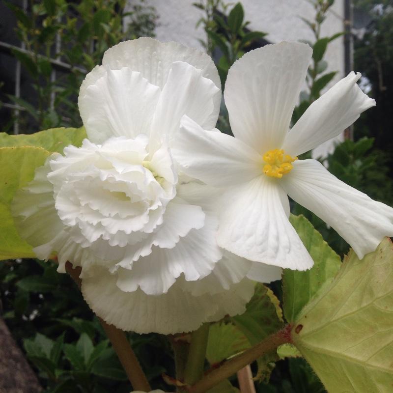 Begonia Fragrant Falls Lemon - View 3 from www redcrocus com