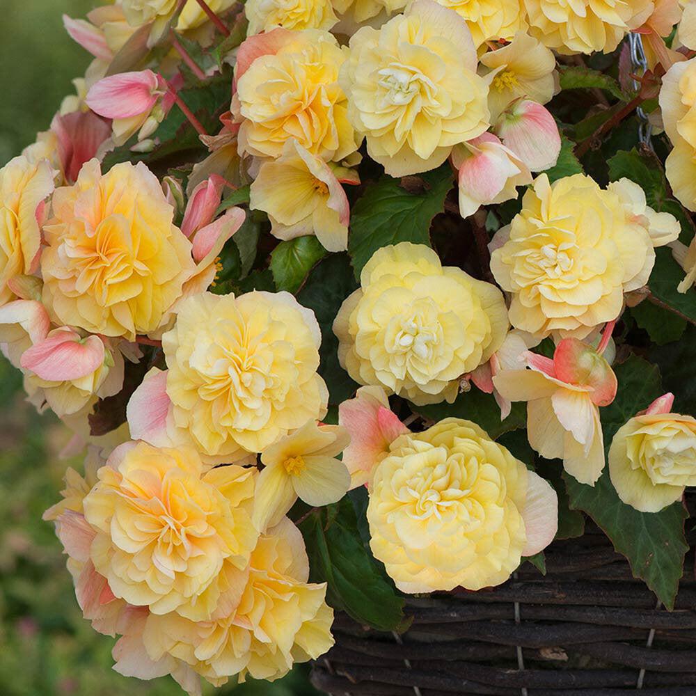 Begonia Fragrant Falls Lemon - View 4 from www redcrocus com
