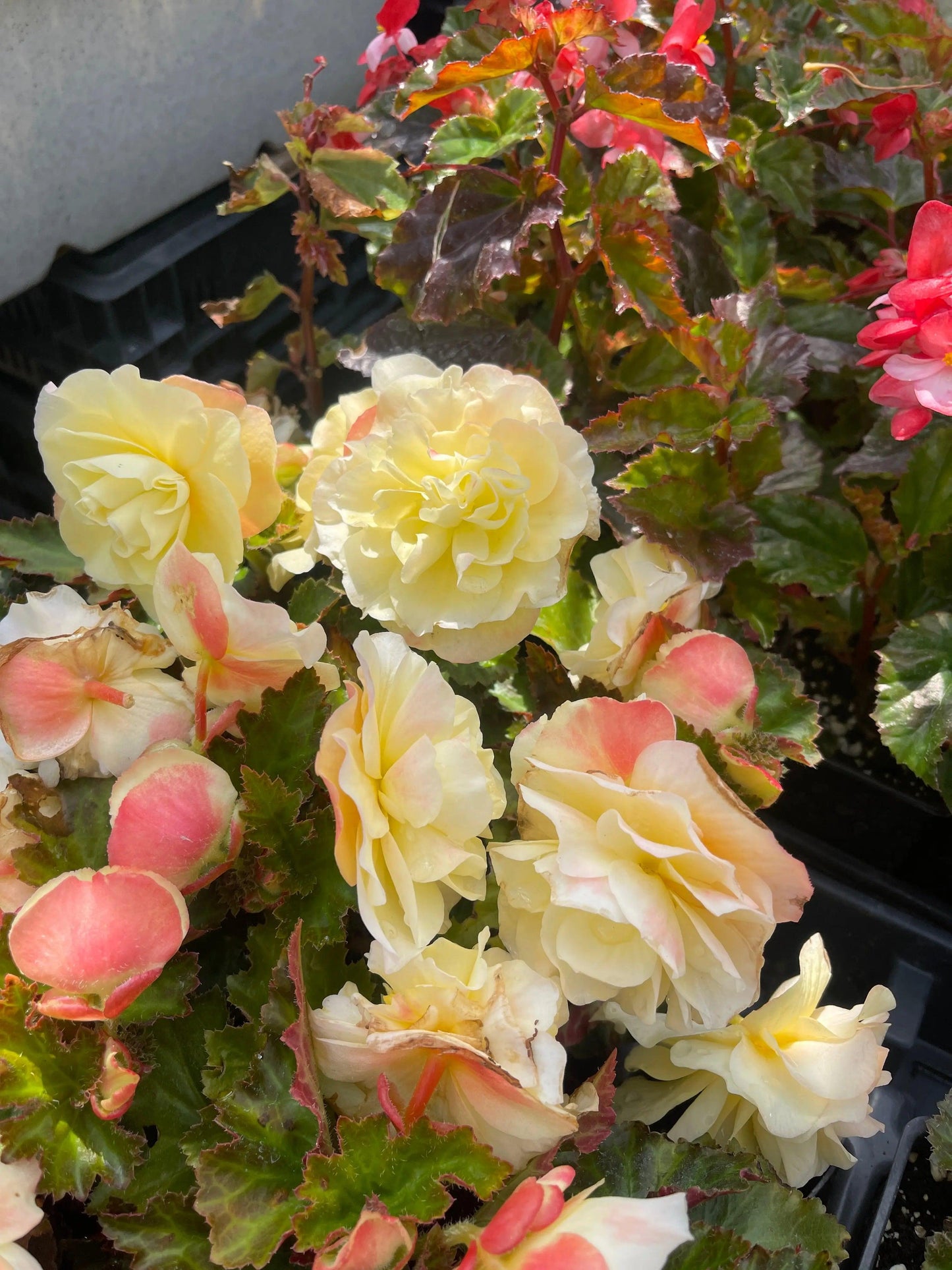 Begonia Fragrant Falls Lemon - View 6 from www redcrocus com