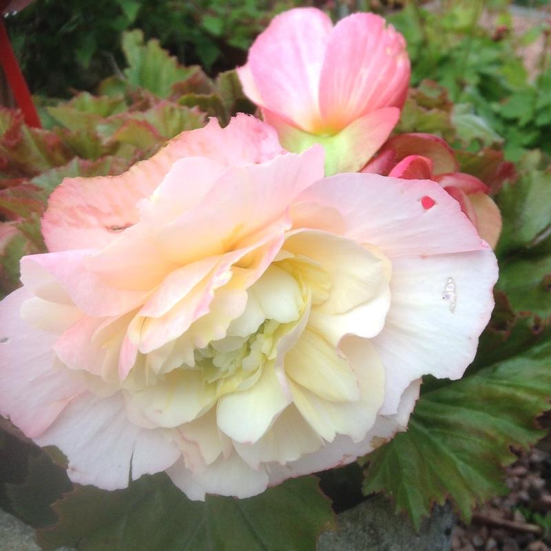 Begonia Fragrant Falls Lemon - View 7 from www redcrocus com