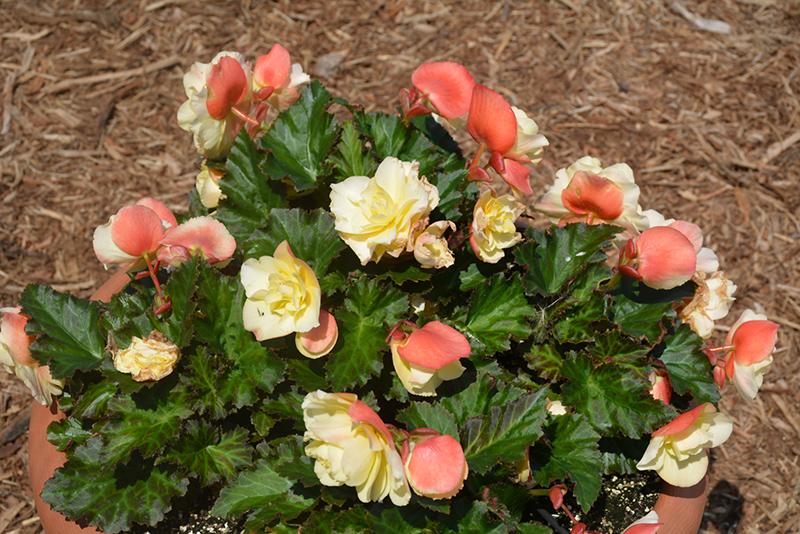 Begonia Fragrant Falls Lemon - View 9 from www redcrocus com