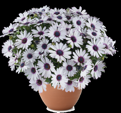 Osteospermum 'besties Devoted Purple' - View 8 from www redcrocus com