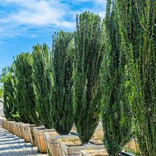 RedCrocus Sky Pencil Japanese Holly (Ilex crenata) – Narrow Columnar Evergreen for Hedges, Containers & Entryways – Live Plant 1 Gallon Nursery Pot