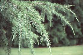 RedCrocus Cedrus deodara 'Sun Mist' Live Plant - Golden Deodar Cedar, Compact Weeping Evergreen, Four-Season Landscape Specimen 5 Gallon Nursery Pot