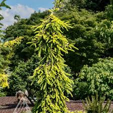 RedCrocus Picea abies 'Gold Drift' Live Plant – Golden Weeping Norway Spruce, Ornamental Evergreen Conifer for Landscapes 7 Gallon Nursery Pot