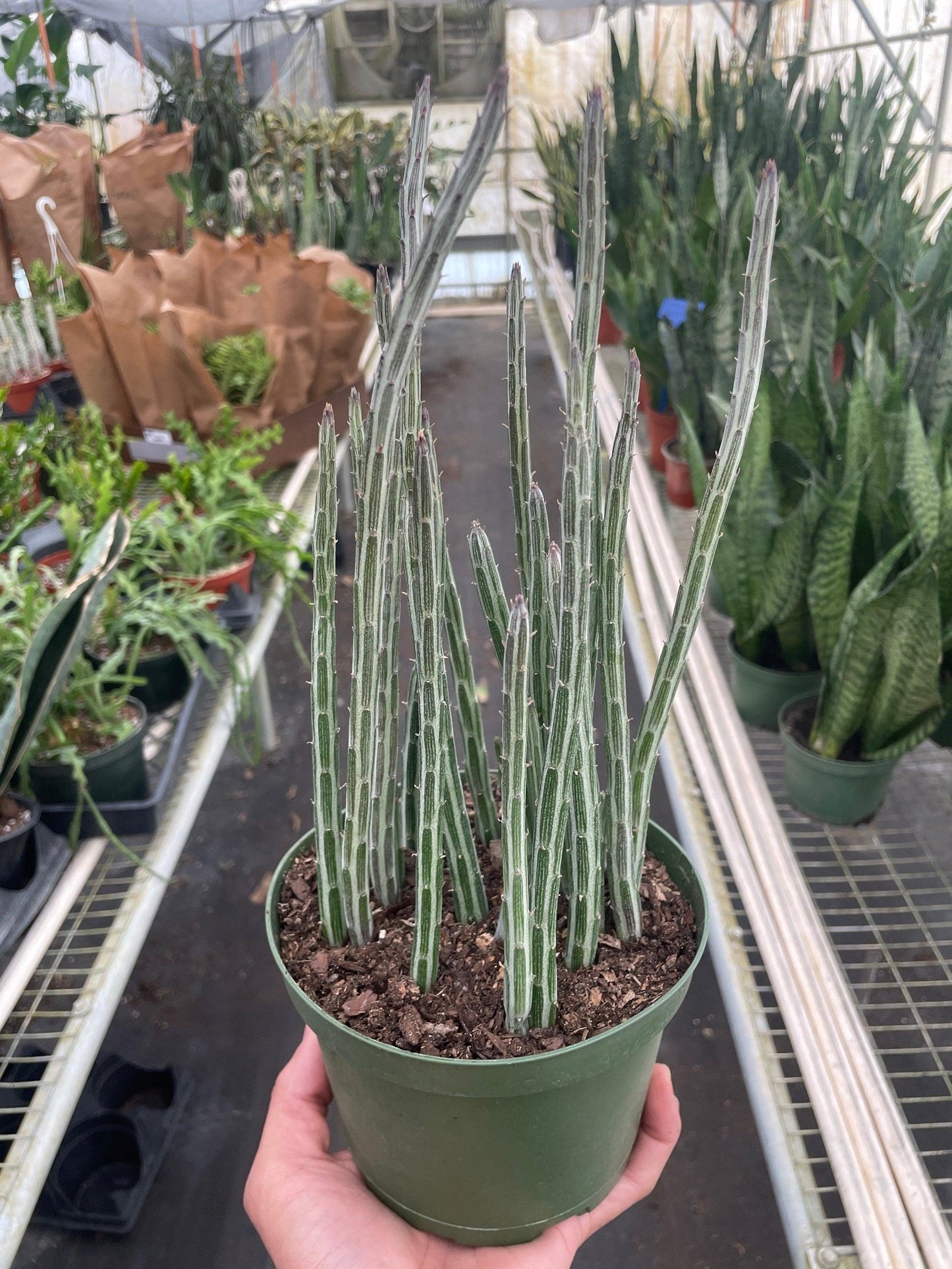 Succulent Senecio Stap Pickle Plant - View 8 from www redcrocus com