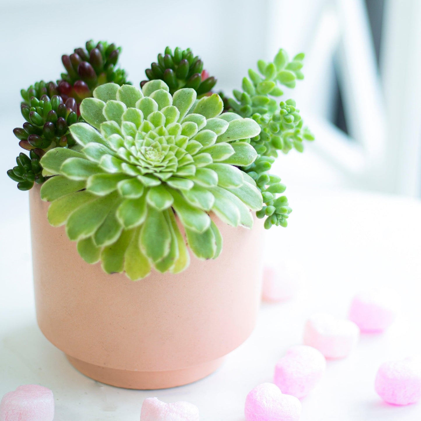 Succulent Aeonium Green White Emerald Rare - View 9 from www redcrocus com
