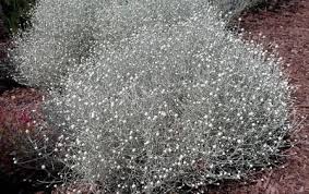 RedCrocus Calocephalus Silver Stone - Drought-Tolerant Silvery Gray Foliage Plant for Garden & Container 4" Pot (Pack of 2)