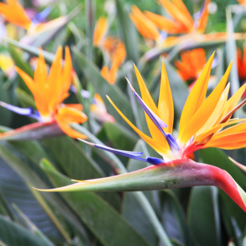 Palm Bird Of Paradise Orange - View 6 from www redcrocus com