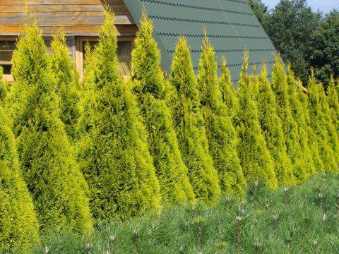 Ae7 Thuja Occ Janed Gold Gold Arborvitae - View 9 from www redcrocus com