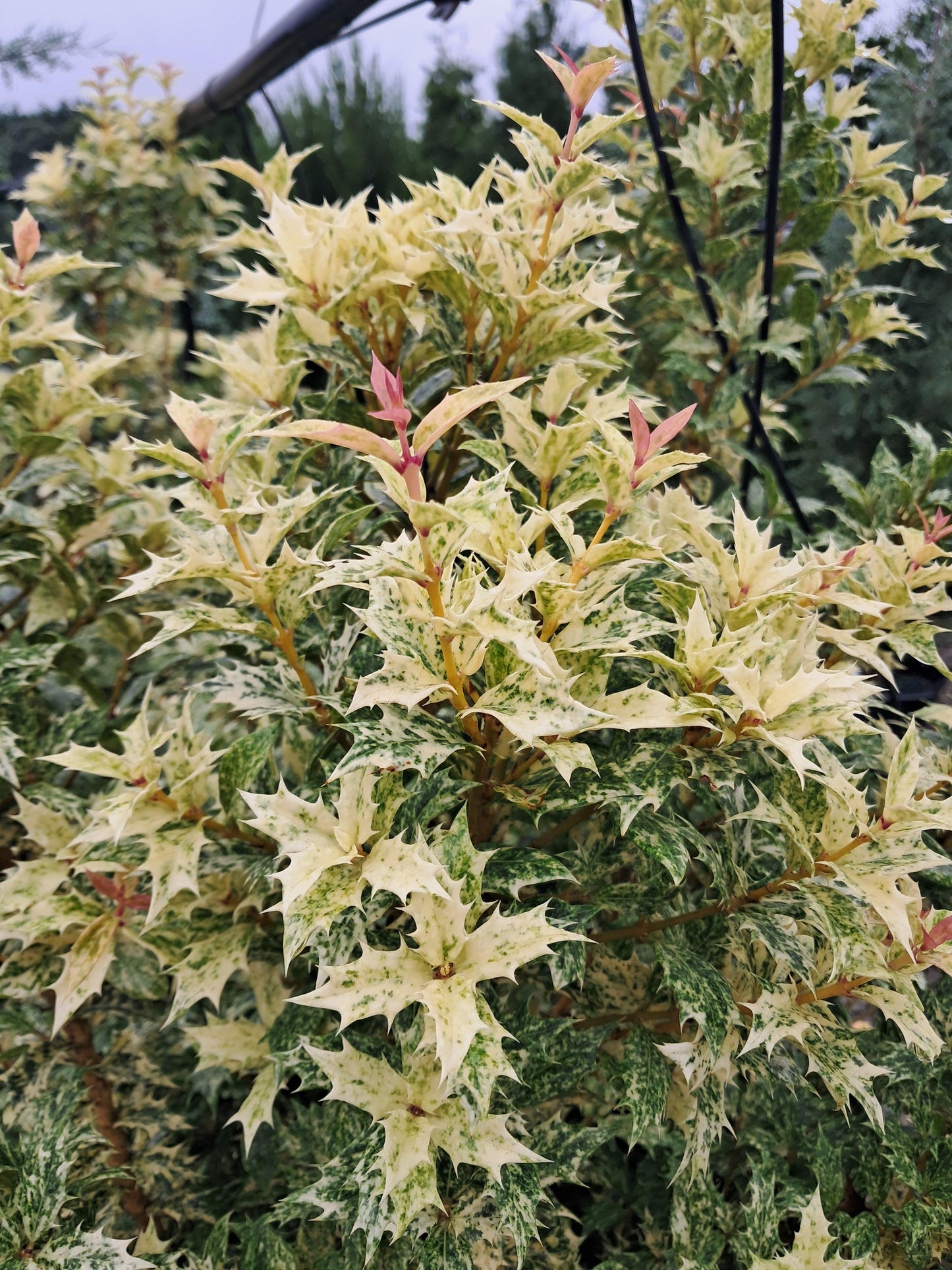 Ba6 Osmanthus Goshiki Variegated False Holly - View 9 from www redcrocus com