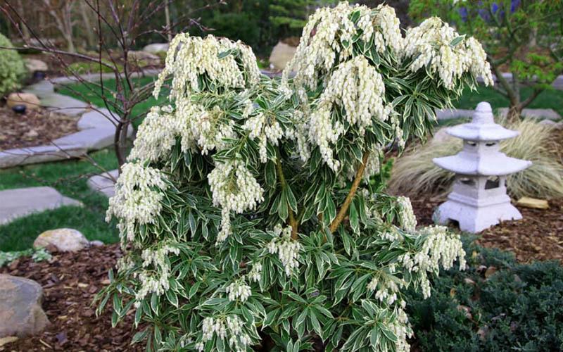 C03 Pieris Variegata Sold Out - View 9 from www redcrocus com