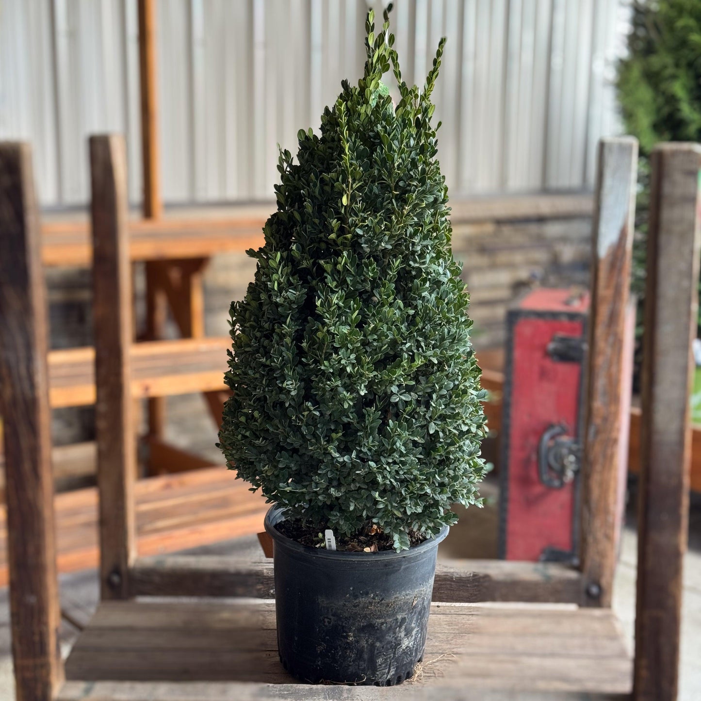 Buxus Green Mountain Cone 42 28 Cone Shape - View 8 from www redcrocus com