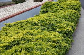 RedCrocus Gold Coast Juniper Live Plant - Evergreen Groundcover Shrub with Bright Golden Foliage, Drought and Salt Tolerant, Full Sun, Low-Maintenance Landscape Conifer 1 Quart Pot