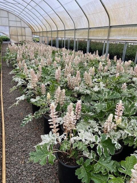 Acanthus White Water - View 8 from www redcrocus com