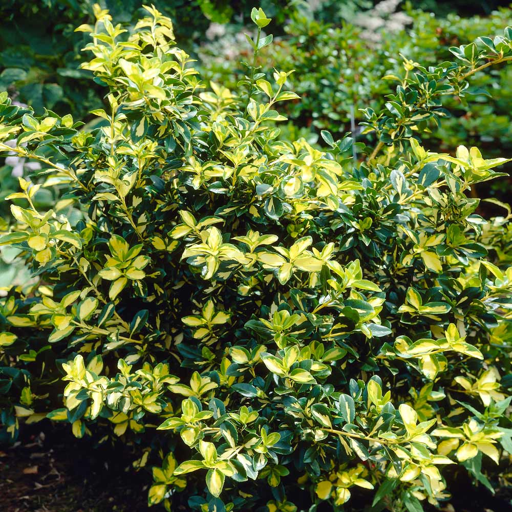 RedCrocus Euonymus 'Moonshadow' Live Plant – Variegated Evergreen Shrub, Wintercreeper, Sun/Part Shade, USDA Zones 5-9, Year-Round Color 1 Gallon Nursery Pot