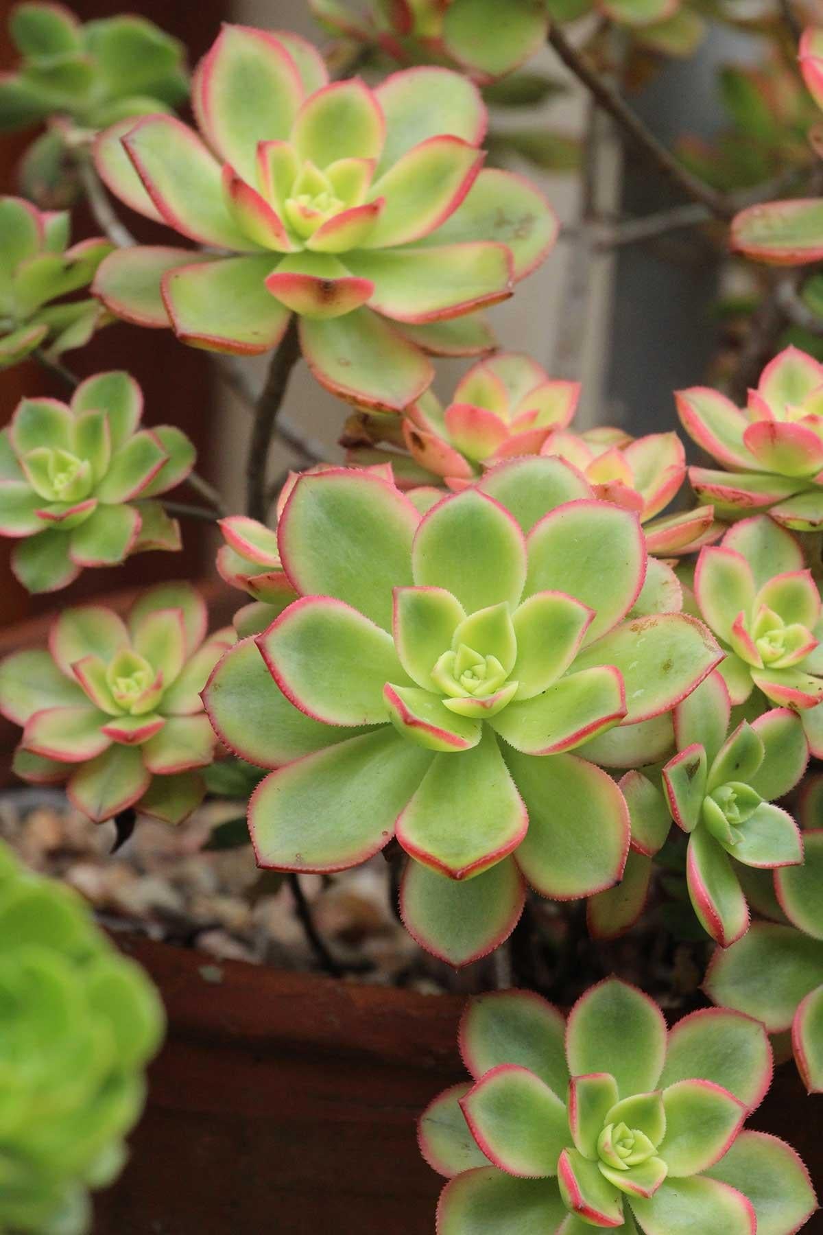 Bdf Succulent Aeonium Kiwi - View 7 from www redcrocus com