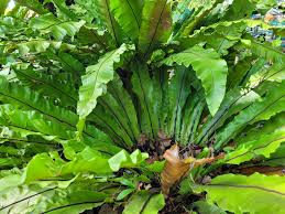 RedCrocus Birds Nest Fern - Indoor Tropical Plant, Easy Care, Shaded Area, Pet Safe (Toxic to Pets), 2-3 ft 6"