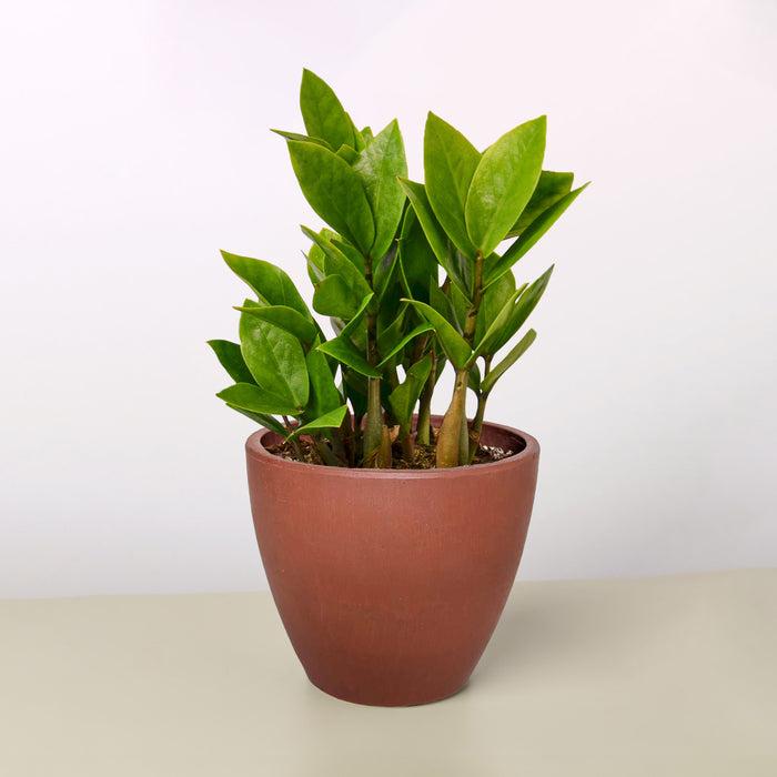 Db Zamioculcas Zamifolia Zz Plant - View 9 from www redcrocus com