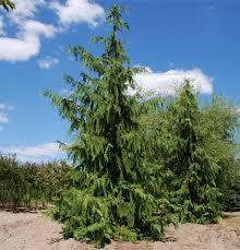 RedCrocus Weeping Blue Alaska Cedar - Chamaecyparis nootkatensis 'Glauca Pendula' Live Plant, Narrow Pendulous Blue Conifer for Year-Round Garden Structure 6 Gallon Nursery Pot