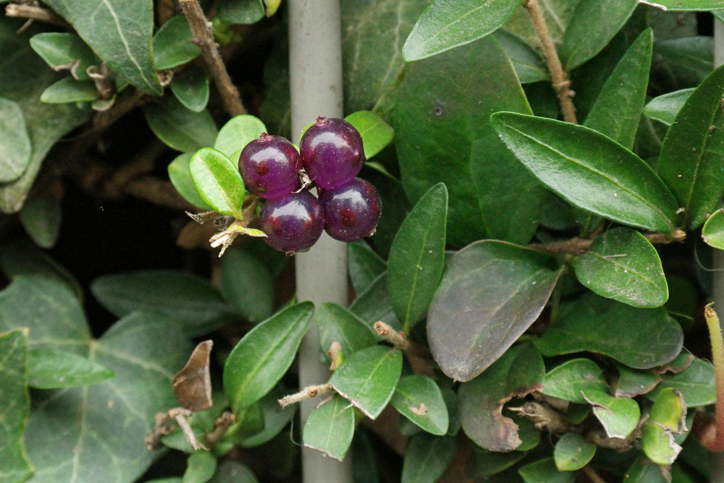 F98 Lonicera Nitida Purple Berries - View 9 from www redcrocus com