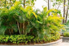 RedCrocus Areca Palm Dypsis Lutescens Indoor Outdoor Tropical Plant - Bright Foliage, Pet Friendly, Container Ready 12" Pot