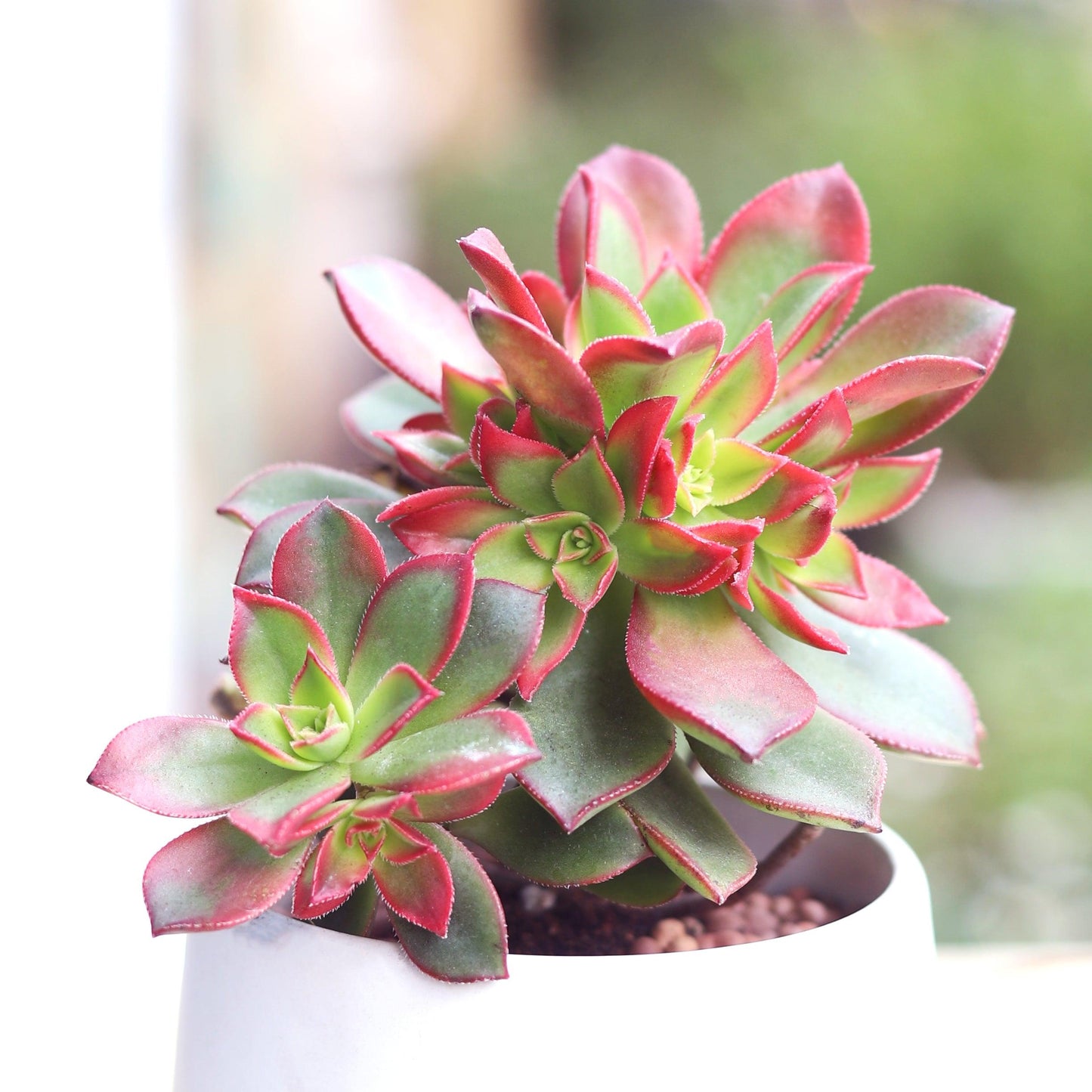 E9 Succulent Aeonium Valor Rare - View 37 from www redcrocus com