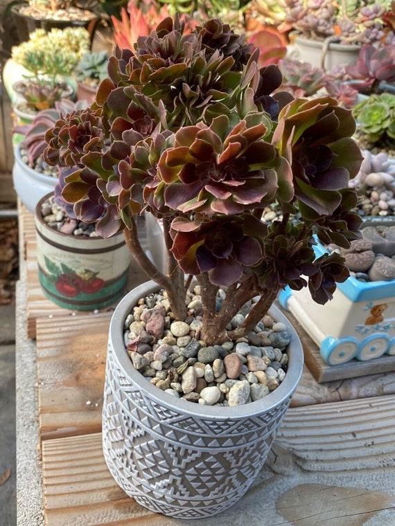 E9 Succulent Aeonium Valor Rare - View 9 from www redcrocus com
