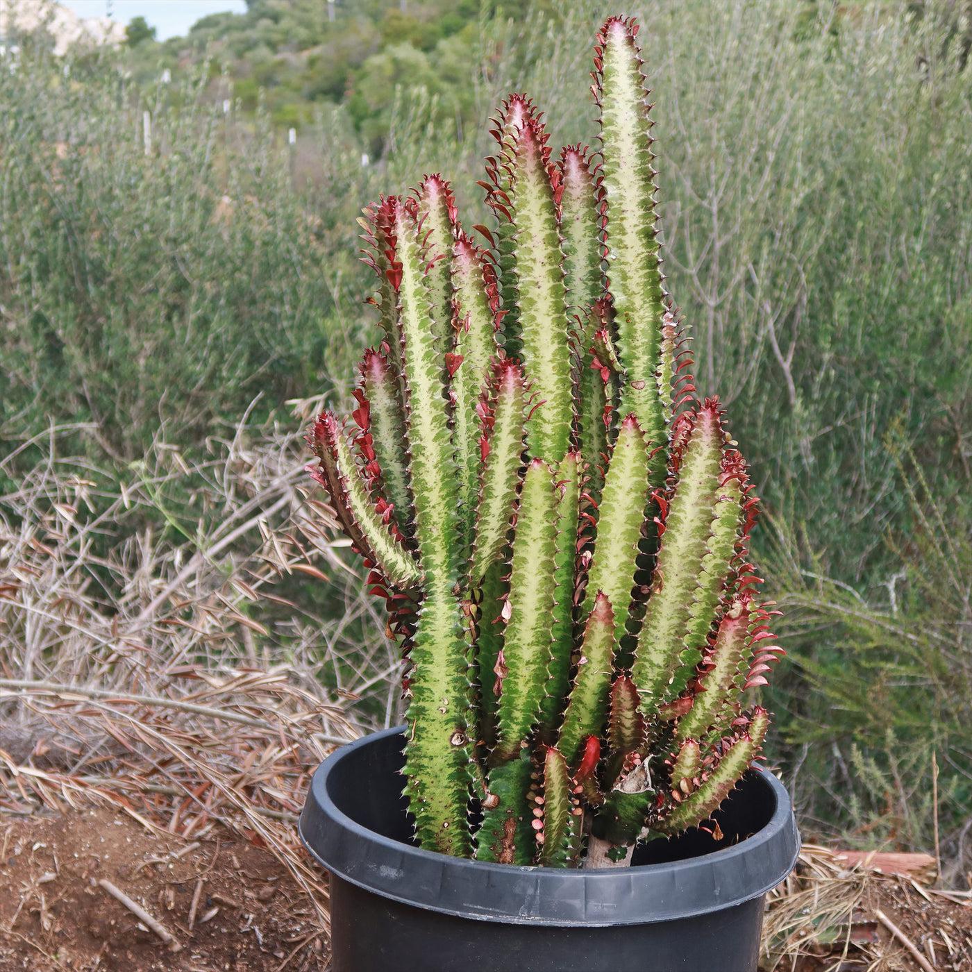 C78 Euphorbia Trigona Red African Milk Tree - View 5 from www redcrocus com