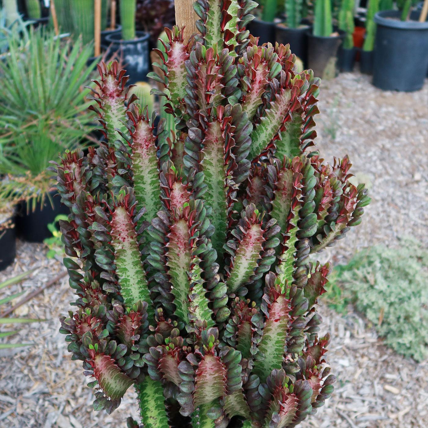 C78 Euphorbia Trigona Red African Milk Tree - View 9 from www redcrocus com