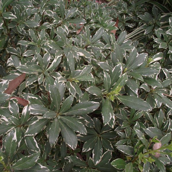 Euonymus Silver King Sold Out - View 9 from www redcrocus com