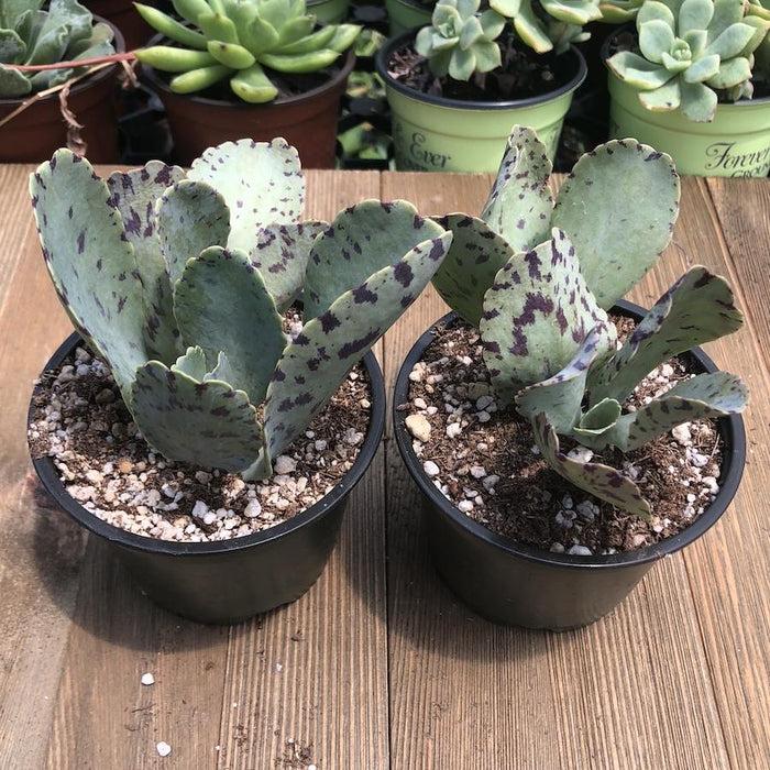 Succulent Kalanchoe Marmorata Spotted Kalanchoe - View 7 from www redcrocus com