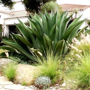Agave Green - View 20 from www redcrocus com