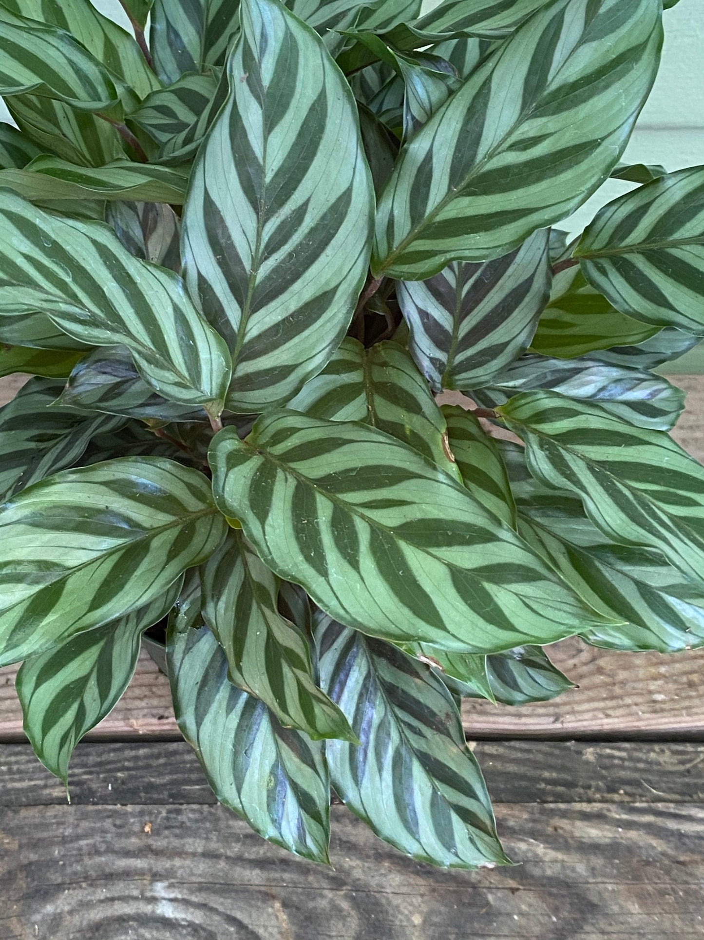 Calathea Feddie - View 9 from www redcrocus com