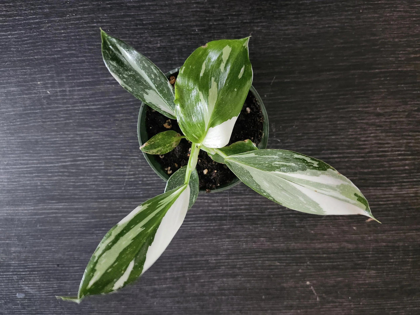 Bc Philodendron Punctata - View 9 from www redcrocus com