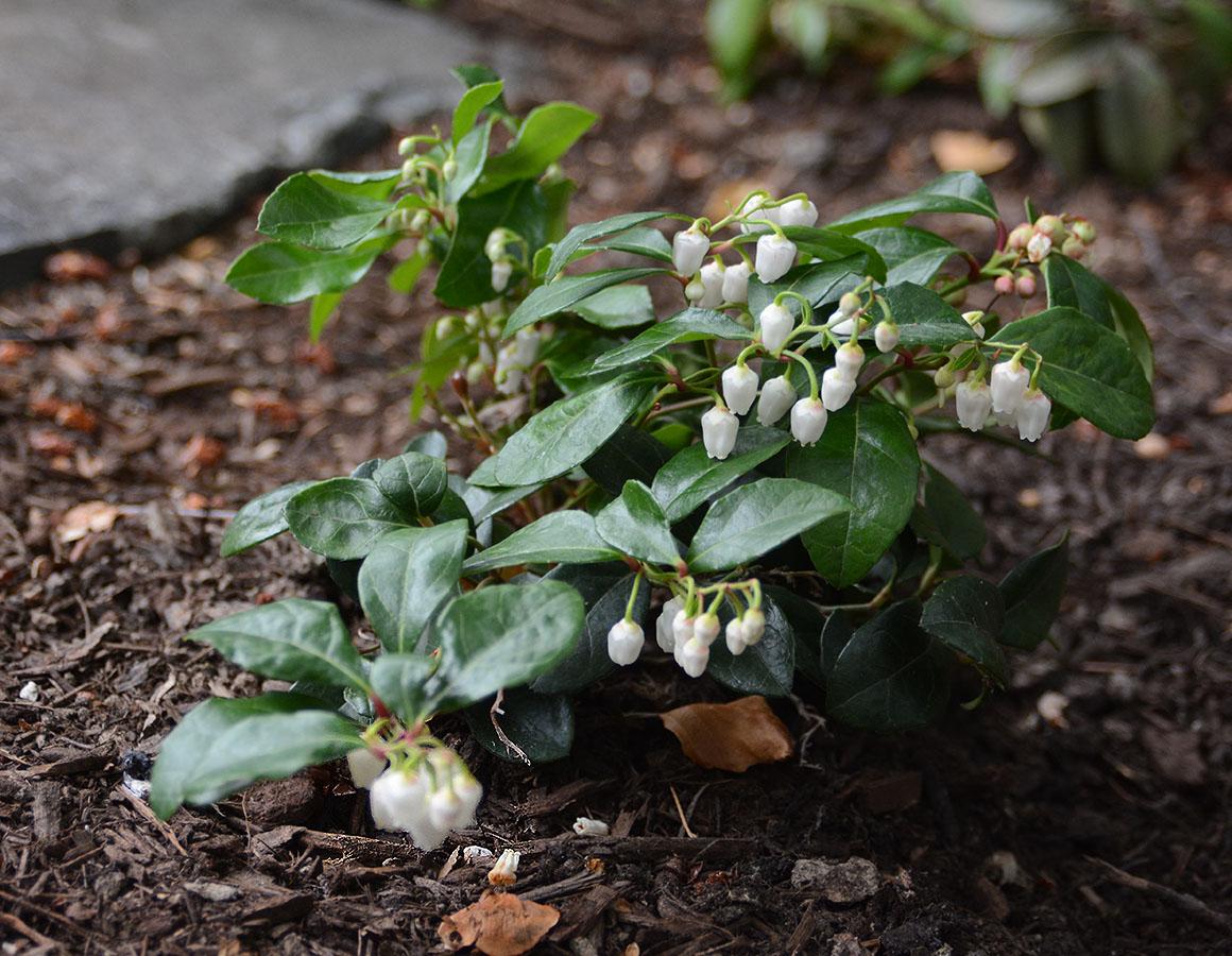 C1 Gaultheria Procumbens Ciao Bella White - View 8 from www redcrocus com