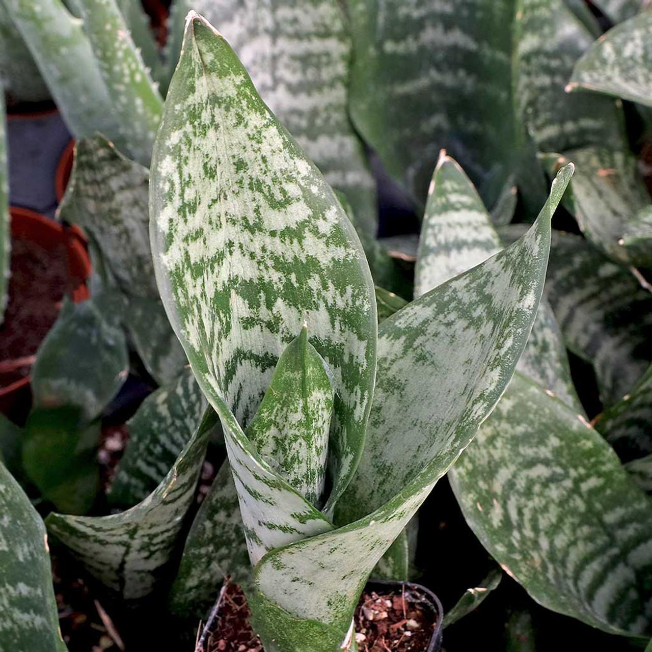 F3 Sanseveria Robusta - View 9 from www redcrocus com