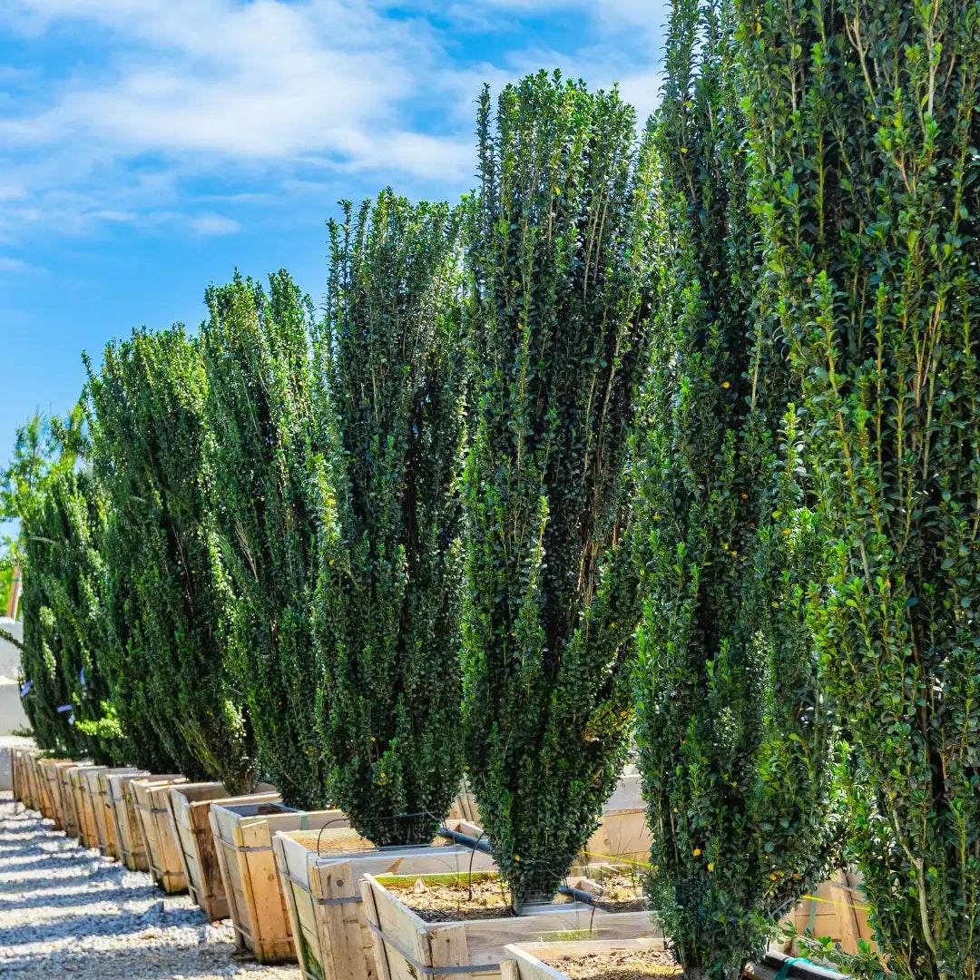 RedCrocus Sky Pencil Japanese Holly (Ilex crenata) - Narrow Columnar Evergreen for Hedges, Containers & Entryways - Live Outdoor Shrub 1 Quart Pot