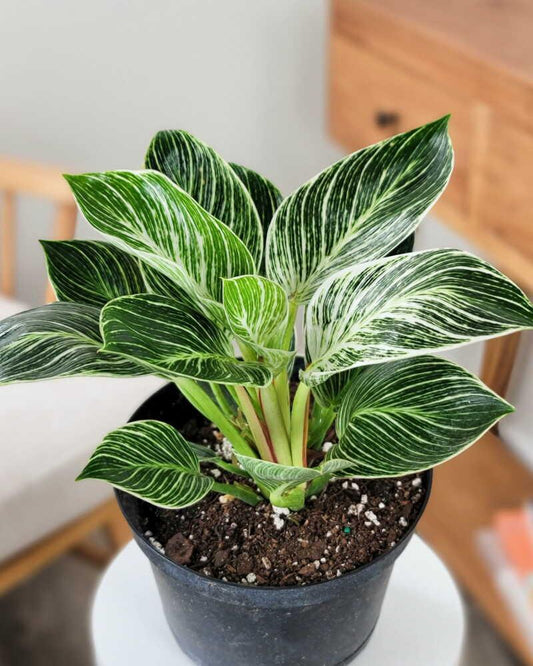 Philodendron Birkin - View 1 from www redcrocus com